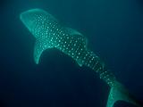 Djibouti - Whale Shark - 07